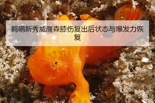 鹈鹕新秀威廉森膝伤复出后状态与爆发力恢复